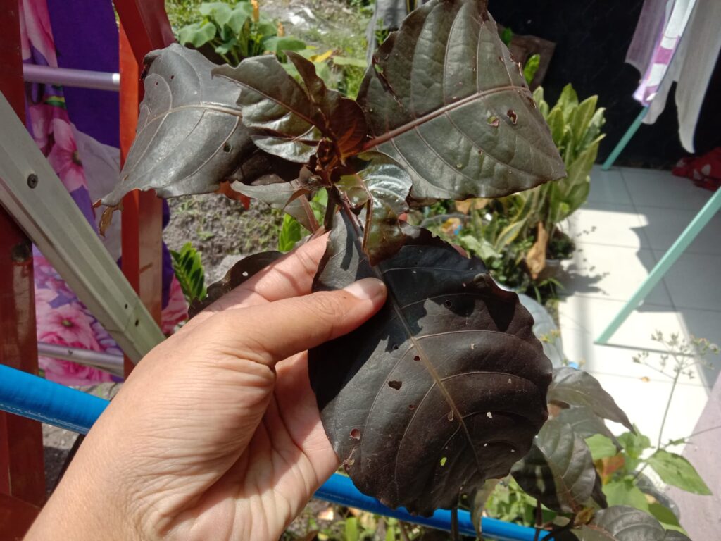 Daun Handeuleum memiliki khasiat melancarkan pencernaan (mengatasi sembelit) mencegah wasir, bahkan bisa mengobati kolesterol dan bisul