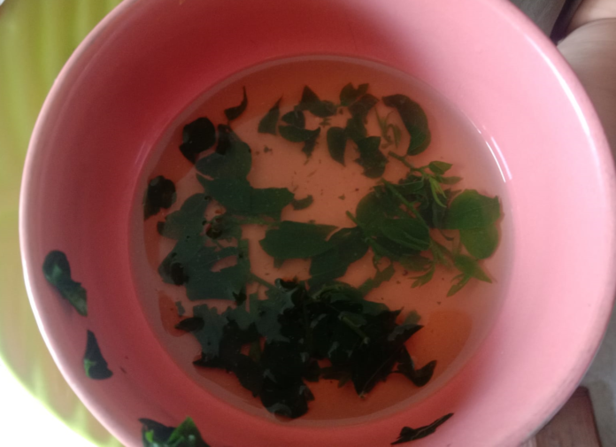 Daun Katuk mempunyai banyak khasiat bagi kesehatan tubuh. Salah satunya mengobati dan mencegah sembelit