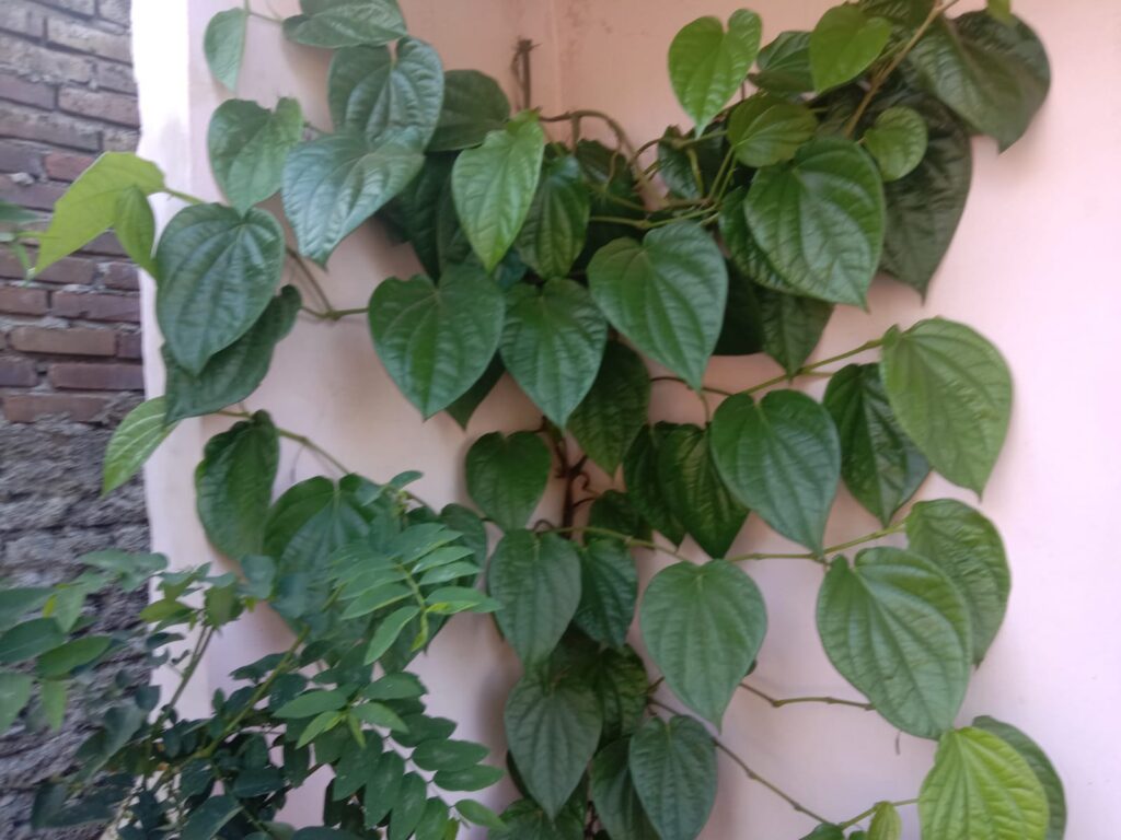 Daun Sirih bermanfaat untuk menghilangkan flek hitam di wajah