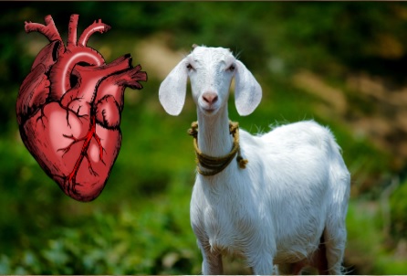 Daging kambing disebutkan dapat meningkatkan kolesterol dan penyakit jantung, stroke, juga hipertensi. Apakah benar?