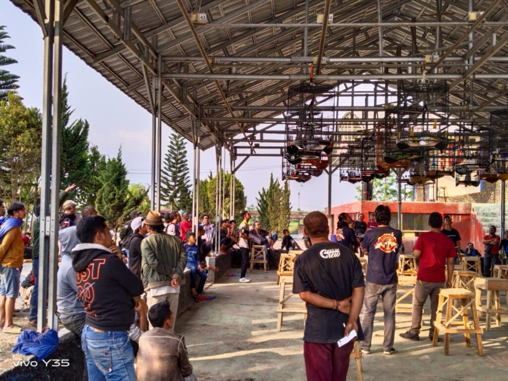 kontes burung murai di SGB