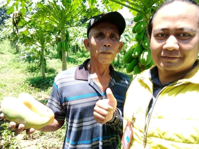 Iri Tarsudin bersama Kabiro Bircunews Kabupaten Ciamis foto bersama di kebun pepaya