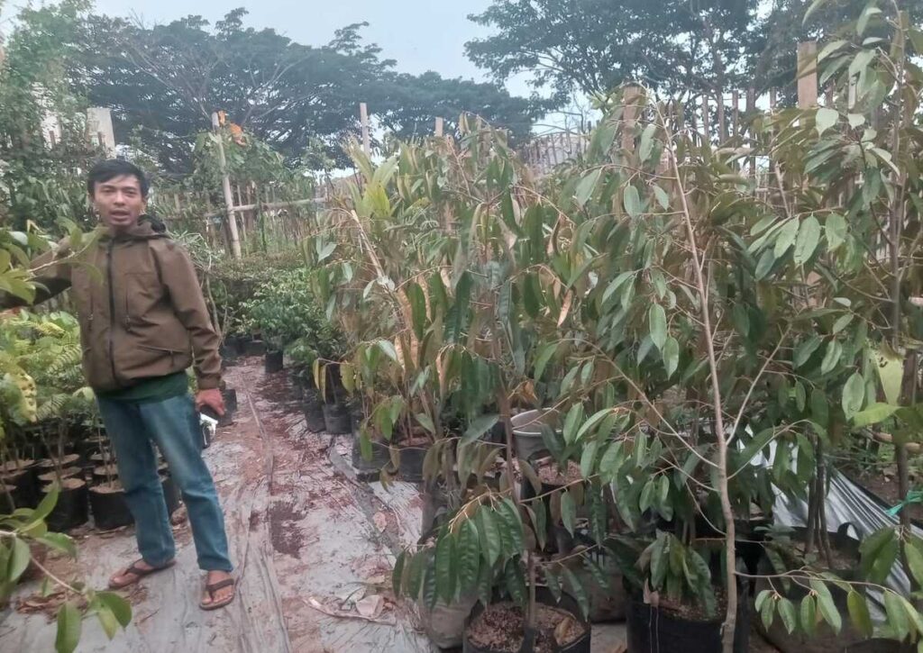 Revi Razip menunjukkan bibit buah durian yang dijualnya