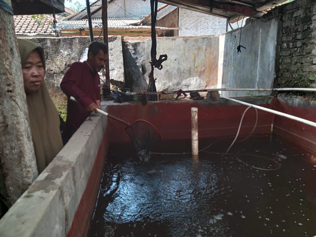Sekdes Mekarsari Lilis Susilawati bersama Iwan Gunawan mengecek kolam bioflok yang digunakan untuk budidaya ikan nila
