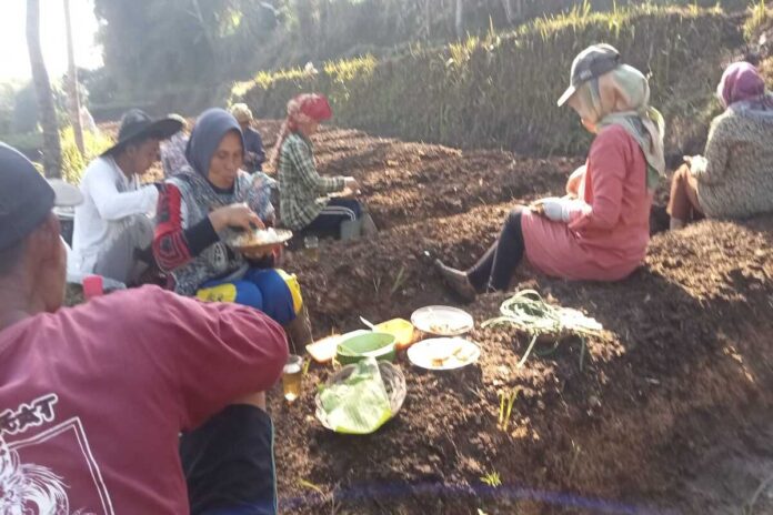 Penanaman perdana budidaya bawang merah