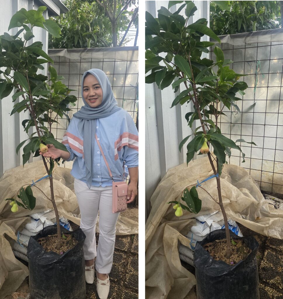 Nunung Komalasari, pemilik kios Khadizarah Bibit menunjukkan jambu air madu deli yang berbuah dalam polybag