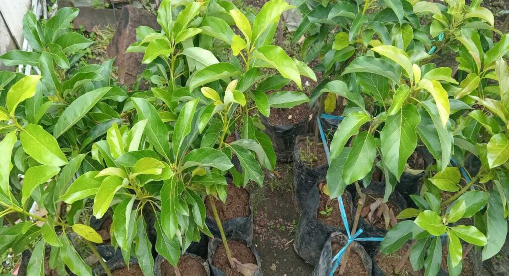 bibit buah alpukat unggul Kios Khadizarah Bibit