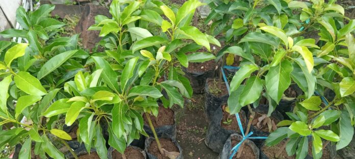 bibit alpukat di kios Khadizarah Bibit