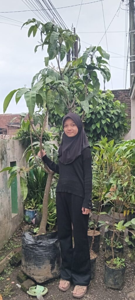 bibit Mangga Ki Ojay Ukuran besara