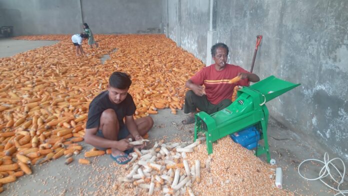 proses pemipilan jagung