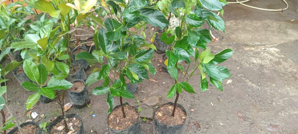 Bibit Nangka Oranye