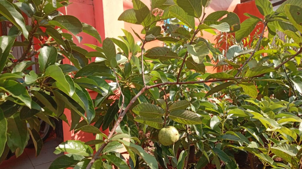 Bibit jambu kristal di kios Khadizarah Bibit