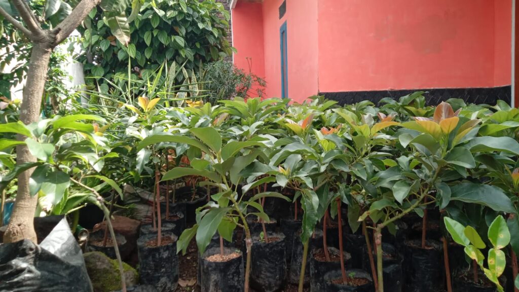 bibit alpukat aligator di kios Khadizarah Bibit