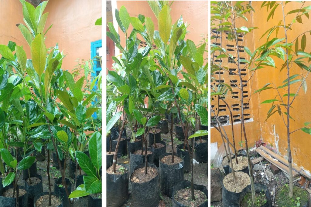 bibit buah-buahan di kios Khadizarah Bibit