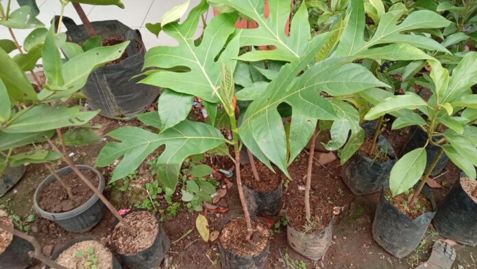 Bibit Sukun di kios Khadizarah Bibit